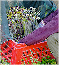 cassetta con olive appena raccolte